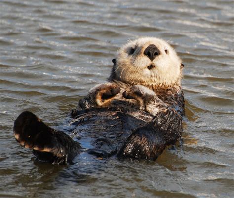Sea Otter The National Wildlife Federation Blog