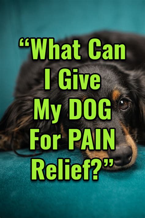 8 Signs Of Joint Pain In Dogs 3 Ways To Help W O Surgery Artofit
