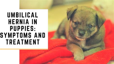 Umbilical Hernia In Puppies Symptoms And Treatment Youtube