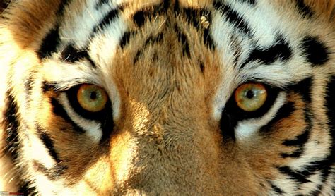Bengal Tiger Eye Close Up