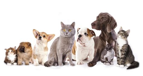 Done ba bvetmed phd de. Cats-and-Dogs - Texas A&M Veterinary Medical Diagnostic ...