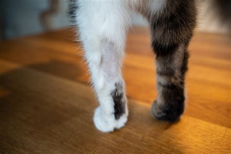 Haarausfall Die Katze Leckt Sich Fell Weg Warum Catstyle Blog