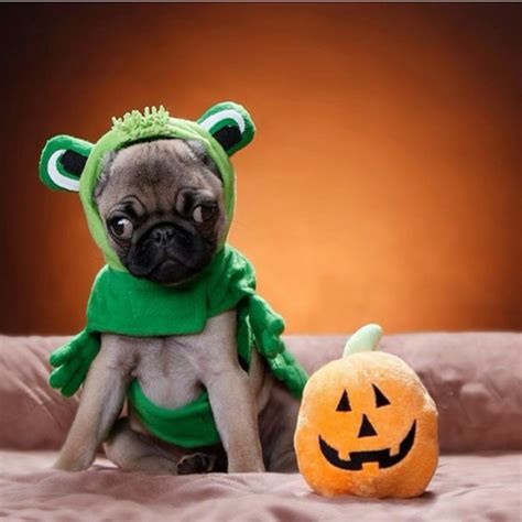 Pugs In Halloween Costumes Unbelievab Ly 13 Pugs Who Are Ready For Halloween Pugs