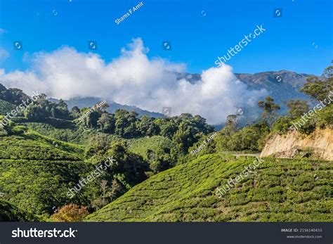 Lush Green Tea Plantation Landscape Munnar Stock Photo 2156140433