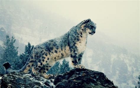 Snow Leopard On Mountains Wallpapers