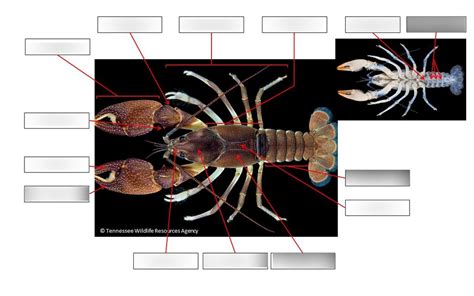 Crayfish External Structures Part Three Diagram Quizlet