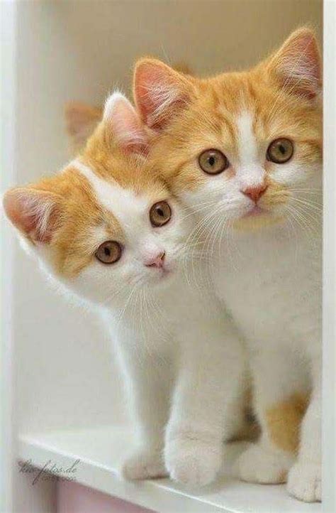 Couple Kittens Lovely Cat