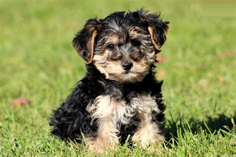 yorkie poo puppies rescue pictures information temperament characteristics animals breeds