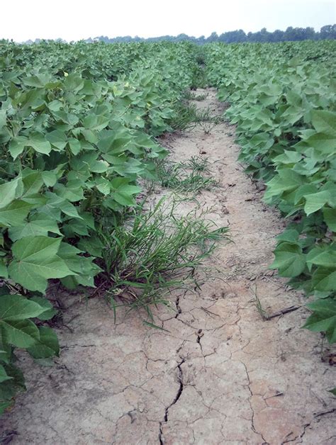 Identification And Management Of Glyphosate Resistant Barnyardgrass In
