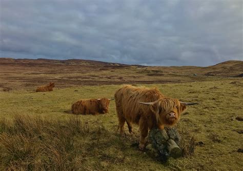 Highland Cows Near Ose On The Isle Of Skye Isle Of Skye Skye