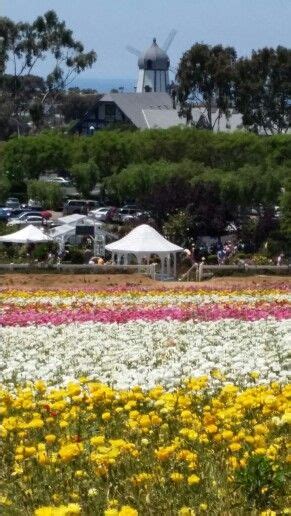 Flower Fields And The Windmill May 3 2014 Flower Field Carlsbad