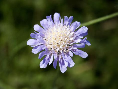 Its Just A Flower Field Scabious Knautia Arvensis Uk Wi