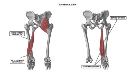 CrossFit Hip Musculature Part Posterior Muscles