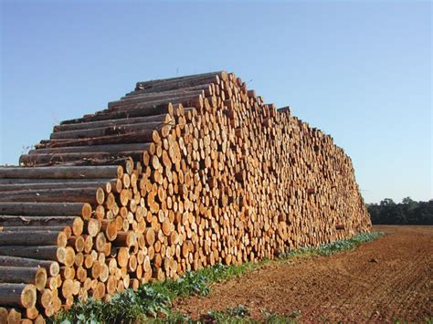 Big Wood Pile Photo File 1157441
