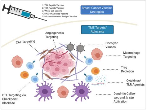 Vaccines Free Full Text The Role Of The Tumor Microenvironment In