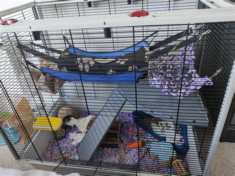 Rat Cage Enrichment | edu.svet.gob.gt