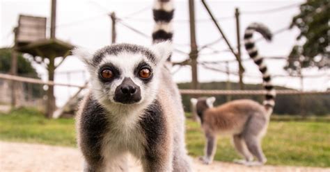 Lemur Walk Through Returns To Longleat Safari Park Wiltshire Live