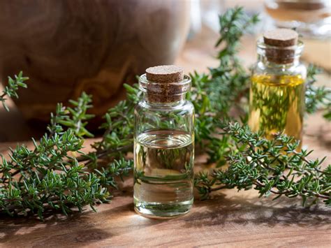 Harnessing The Power Of Thyme Oil A Guide To Using Thyme Oil In Your