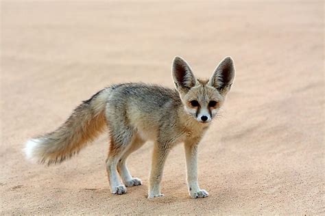 What Animals Live In The Sahara Desert