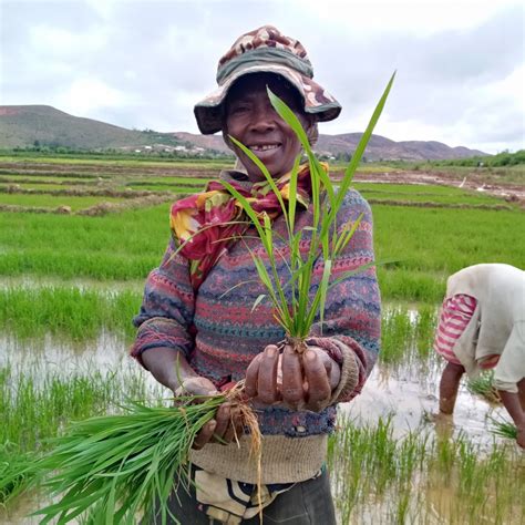 A Higher Yield Rice Variety Moves Madagascar Further On The Path To