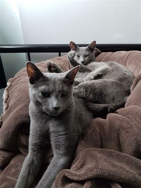 russianbluecat grey cat breeds russian blue russian blue cat