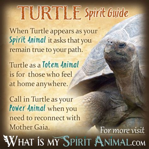 Turtle Symbolism And Meaning Spirit Totem And Power Animal Animal