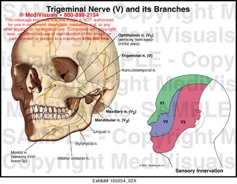 Trigeminal Nerve V And Its Branches Medical Exhibit Medivisuals