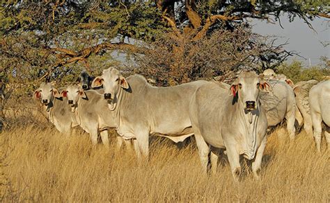 Breeding Brahman Cattle With Superior Genetics Farmers Weekly
