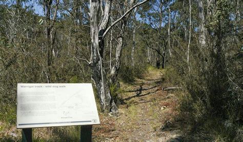 Warrigal Walking Track Nsw Holidays And Accommodation Things To Do