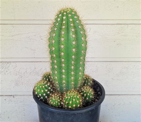 Trichocereus Grandiflora Sun Goddess 5 Gallon Hybrid Torch Cactus