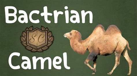 Bactrian Camel Camelus Bactrianus Saiful Chemistry Youtube