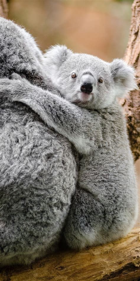 Adorable Koala About Wild Animals