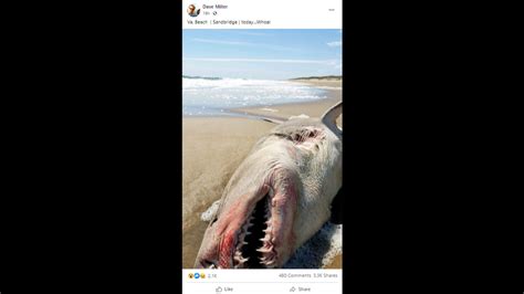 Dead Shark On Va Beach Has Many Wondering What Killed It Bellingham