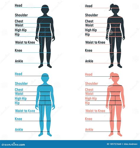 Male And Female Size Chart Anatomy Human Character People Dummy Front And View Side Body