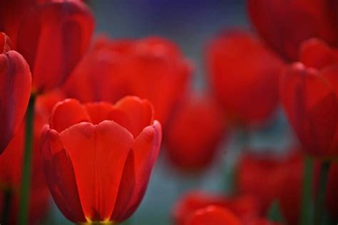 lusty red albany tulip festival 2015 albany tulip festival tulip festival tulips