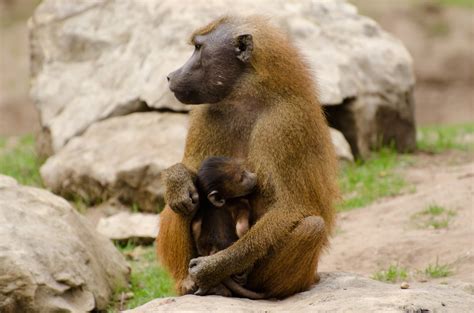 Guinea Baboons - Animals Free Stock Photo - Public Domain Pictures