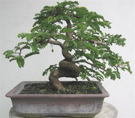 Proses membuat bonsai asam tidaklah sulit, bahkan dikatakan seorang amatir pun bisa melakukannya. Cara Membuat Bonsai Pohon Asem - BibitBunga.com