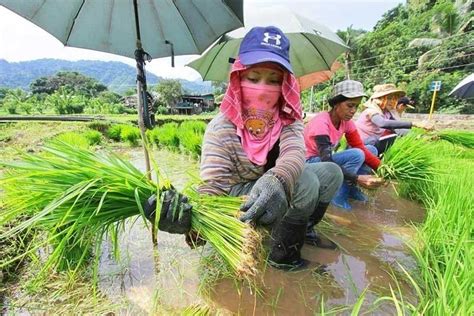 World Bank Urges Philippines To Reduce Fixation On Rice