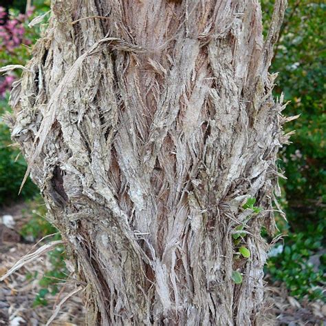 Check out our wild olive tree selection for the very best in unique or custom, handmade pieces from our craft supplies & tools shops. Photo of the stem, scape, stalk or bark of Texas wild ...