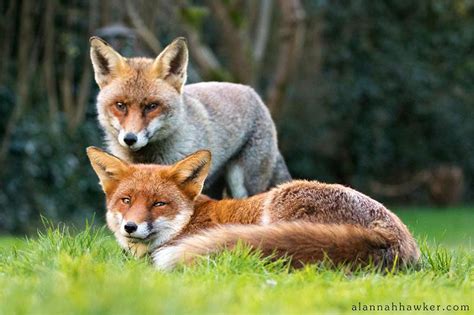 Red Fox Sexing Wildlife Online