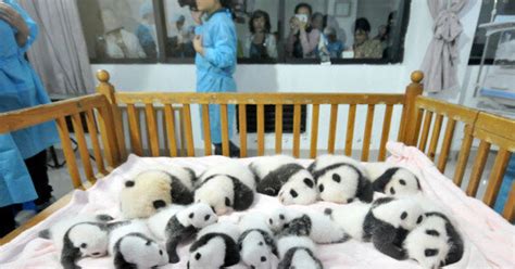 Baby Pandas China 14 New Babies On Display At Breeding Base Huffpost