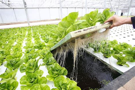 This farm is located in miri, sarawak and. Plan For Aquaponics Farm On Smith's Island - Bernews