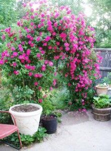 Full bloom and fragrant , love contrast with catmint. John Cabot climbing rose, Canadian Explorer series ...