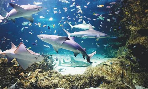 Sea Life Sydney Aquarium Tickets Wheelie Accessible Adventures