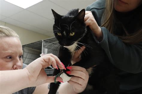 Adopt don't shop: The benefits of adopting a furry friend - Calgary Journal