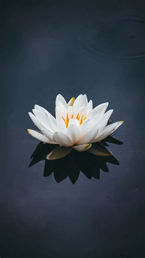 Download Wallpaper 1080x1920 Lotus Flower Petals Bloom