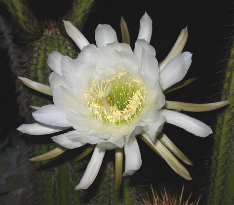 Check spelling or type a new query. FLOWERS THAT BLOOM AT NIGHT : FLOWERS THAT BLOOM - AUTUMN ...