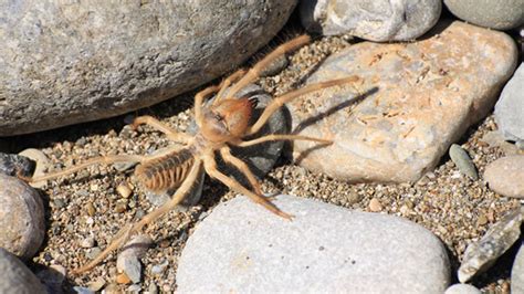 The camel spider does not attack humans or large mammals and is definitely not the most venomous spider in the world. 15 Arachnophobic Facts About Camel Spiders | Mental Floss