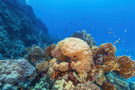 Beautiful Coral Reef In The Red Sea Stock Photo Image Of Orange