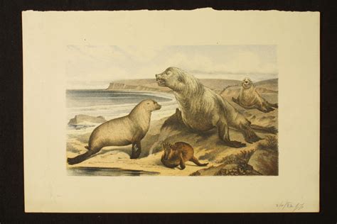 Australian Fur Seal Arctocephalus Pusillus Doriferus 2 Melbourne Museum